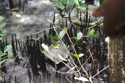 Yang Beda di Bali, Bertualang ke Hutan Mangrove