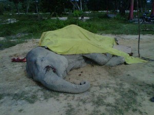 Lagi Gajah di Riau Mati, Ditemukan Tinggal Kerangka