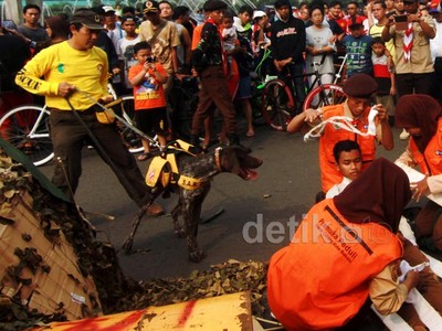 Simulasi SAR Dengan Anjing 