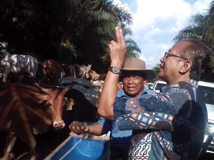 Mengintip Bisnis Peternakan Sapi di Lahan Sawit