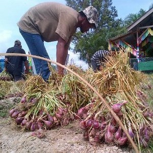 Ini Curhatan Petani di Nganjuk Soal Harga Bawang Merah Anjlok 50%