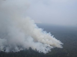 Polisi Amankan 4 Orang yang Diduga Merambah Hutan di Bengkalis