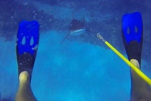 Video Menegangkan! Penyelam Melawan Hiu di Dalam Laut