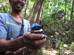 Paok kepala Biru, Burung Cantik di Kalimantan yang Malas Terbang