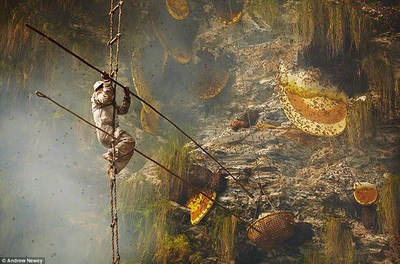 Aksi Bertaruh Nyawa Memburu Madu di Pegunungan
