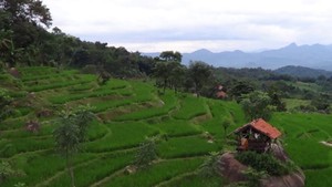 Sawah di Bali? Bukan, Ini di Purwakarta