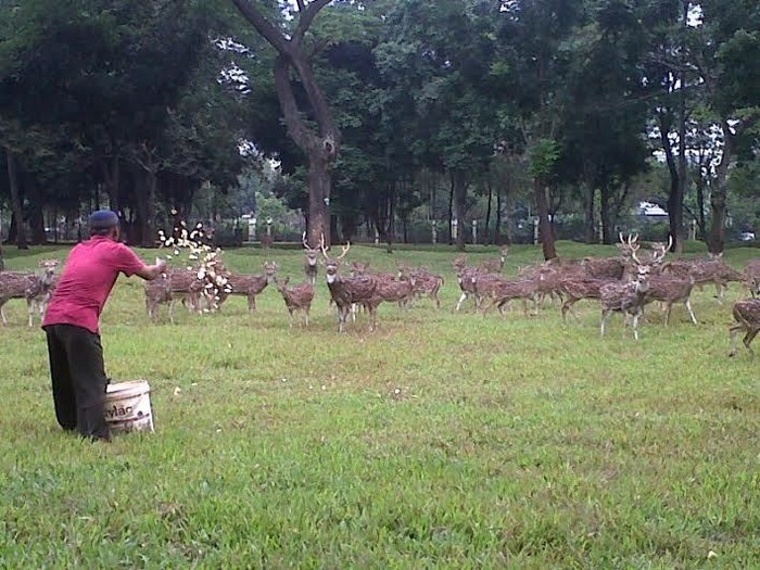 Pengurus Rusa di Monas Impikan Jokowi Jadi RI-1 dan Ahok DKI-1