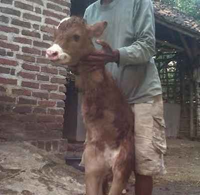 Bayi Sapi Berkaki Dua Hebohkan Warga Mojokerto