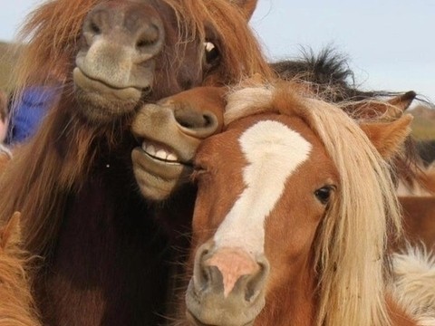 Cheese! Aksi Hewan Bergaya Selfie
