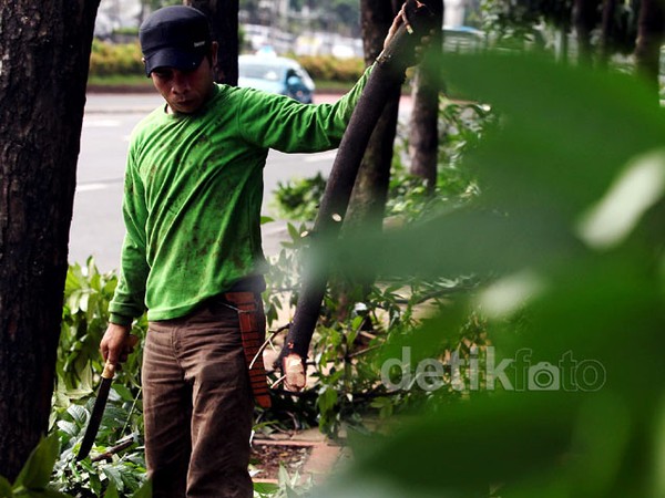 Cegah Tumbang, Petugas Tebang Pohon