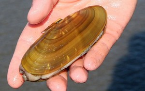 816 Kg Razor Clam dan Seafood Ilegal dari Skotlandia Ditarik dari Pasaran