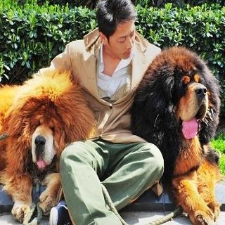 32++ Anjing tibetan mastiff harga download