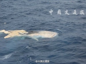 Kapal China Sempat Mengira Temukan Serpihan MH370, Ternyata Bangkai Paus