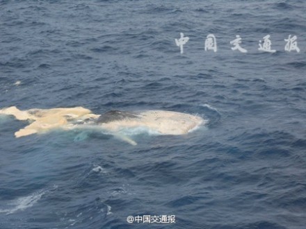 Kapal China Sempat Mengira Temukan Serpihan MH370, Ternyata Bangkai Paus