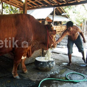 Eropa Ingin Ekspor Daging Sapi ke Indonesia