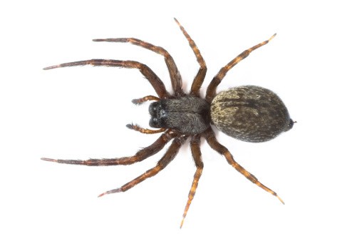 Gigitan Laba-laba Timbulkan Gejala Aneh pada Pria Ini