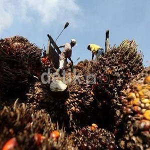 Sawit Indonesia Seperti Boeing Bagi Eropa