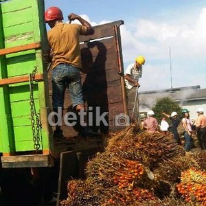 Kampanye Hitam Sawit RI, Isu Lingkungan atau Perang Dagang?