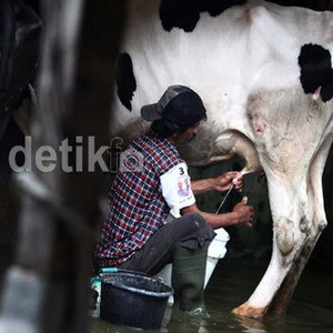 RI Rutin Impor Susu 2,6 Juta Ton/Tahun dari AS Hingga Australia