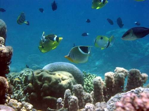 Bagaimana Menjadi Diver yang Bertanggung Jawab?