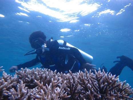 Ini Kendala Wisata Diving Belum Populer di Indonesia
