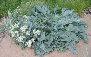 Sea Kale, Sayuran Renyah yang Kini Jadi Favorit Masyarakat Inggris