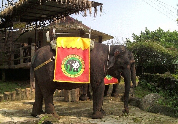Aneka Atraksi Wisata di Royal Safari Garden Puncak