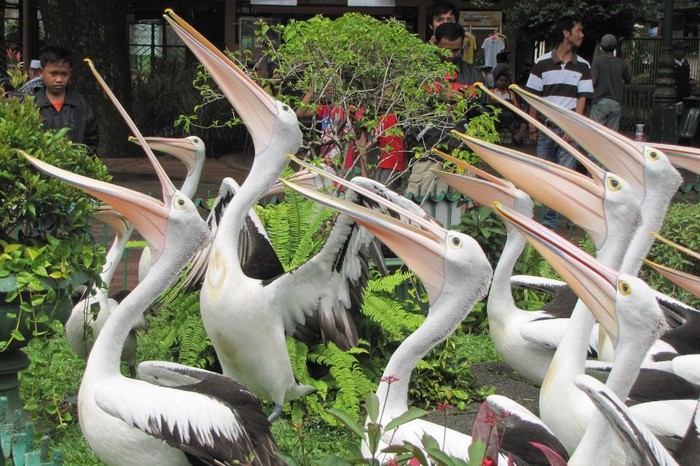 Tempat Liburan Keluarga yang Paling Asyik, Ya Kebun Binatang