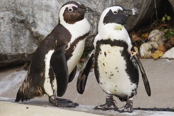 10 Kebun Binatang Terbesar Sedunia (1)