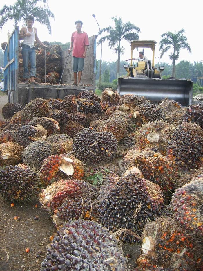 Pengukuran Emisi Karbon Lahan Sawit Diibaratkan Main Sulap