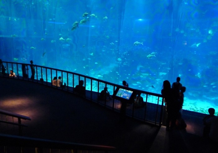 Menginap di Akuarium Terbesar Sedunia, Bisa!
