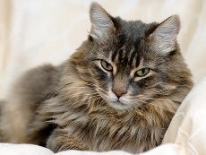 Menteri Turki Salahkan Kucing Atas Insiden Listrik Mati di Malam Pemilu