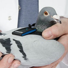 Samsung Hadirkan Koneksi WiFi di Burung Merpati