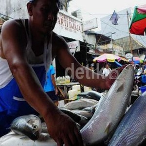 Berpengaruh ke Inflasi, 3 Ikan Ini Masuk Daftar Kebutuhan pokok Terbaru