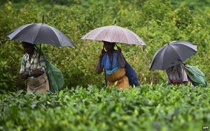 Perubahan Iklim Ekstrim Turunkan Produksi Teh India