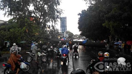 Pohon Besar Tumbang di Pasar Minggu-Pancoran, Kendaraan Tak Bisa Lewat
