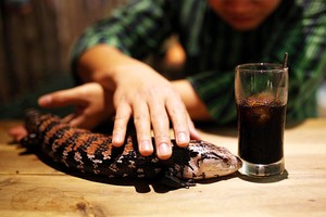 Minum Kopi di Kafe Ini Bisa Bermain dengan Ular dan Iguana