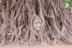 Aneh Tapi Nyata, Ada Kepala Buddha di Dalam Pohon!