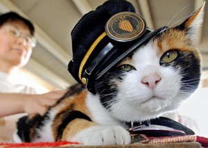 Lucunya! Kucing Jadi Kepala Stasiun Kereta di Jepang