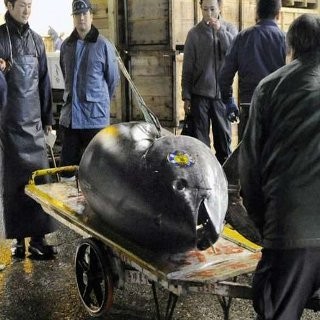 Ekspor Tuna Indonesia ke Uni Eropa Kena Tarif Tinggi