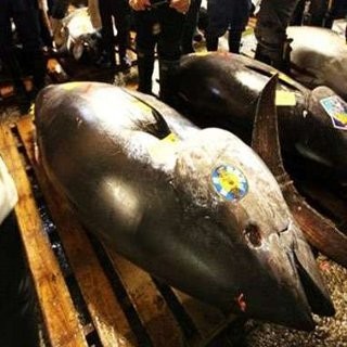 Tuna RI Harganya Bisa Rp 1 M/Ekor, Tapi Nelayan Kesulitan