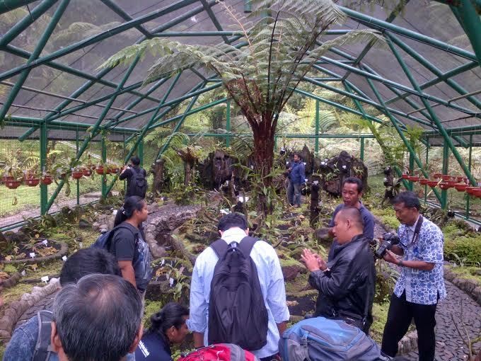 Mau Lihat Tumbuhan Karnivora Kantong Semar? Datang Saja ke Kebun Raya Cibodas