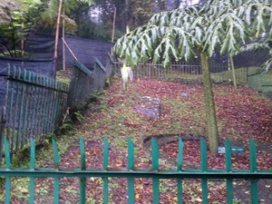 Ini Uraian Peneliti LIPI Bahwa Rafflesia itu Bukan Bunga Bangkai