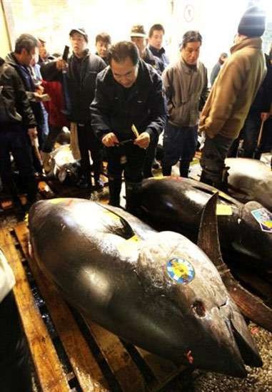 4 Fakta Unik Ikan Tuna di Indonesia