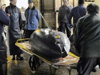 4 Fakta Unik Ikan Tuna di Indonesia