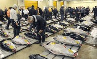 4 Fakta Unik Ikan Tuna di Indonesia