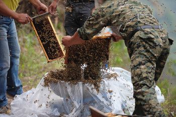 Foto-foto Aksi She Ping Berselimut Mantel Lebah Hidup