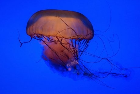 Mengobati Sengatan Ubur-ubur dengan Cuka? Simak Dulu Fakta Ini