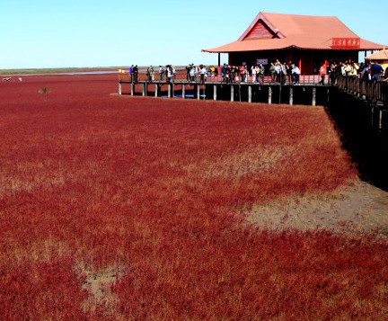 Aneh Bin Ajaib, Pesisir Pantai China Berwarna Merah!
