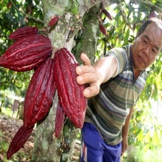 Petani Tolak Rencana Kakao Impor Bebas Bea Masuk